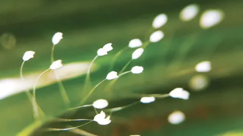 "Ca khúc “Bà La hoa khai” (Hoa Ưu Đàm khai nở)"